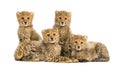 Group of a family of three months old cheetah cubs together Royalty Free Stock Photo