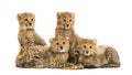 Group of a family of three months old cheetah cubs together Royalty Free Stock Photo