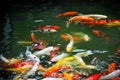 Group of fancy carp or Colorful koi carps swim in clear waters