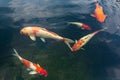 Group of fancy Koi carp fish swimming around the pond Royalty Free Stock Photo