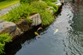 Group of fancy Koi fish in the pond at landscaped Japanese garden Royalty Free Stock Photo