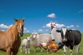 Group of farm animals on green field and blue sky background