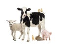 Group of farm animals