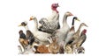 Group of farm birds and rodents, isolated Royalty Free Stock Photo