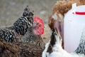 Group of farm chickens in the corral looking for food