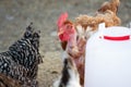 Group of farm chickens in the corral looking for food