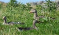 Group of Farm Ducks, Isle of Iona, Scotland Royalty Free Stock Photo