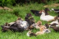 Several ducks rest on ground Royalty Free Stock Photo