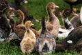 Several ducks rest on ground Royalty Free Stock Photo