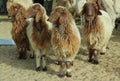 A group of farm sheep.