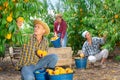 Group of farm workers harvesting crop of ripe peaches at garden Royalty Free Stock Photo