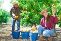 Group of farm workers harvesting crop of ripe peaches at garden Royalty Free Stock Photo