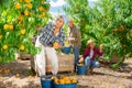 Group of farm workers harvesting crop of ripe peaches at garden Royalty Free Stock Photo