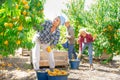 Group of farm workers harvesting crop of ripe peaches at garden