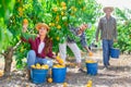 Group of farm workers harvesting crop of ripe peaches at garden Royalty Free Stock Photo