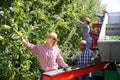 Workers harvesting ripe apples using sorting machine Royalty Free Stock Photo