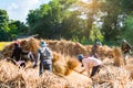 Thai Traditional Rice Harvest