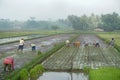 A group of farmer planting rice together this activity called tandur in Javanese language. Royalty Free Stock Photo