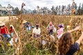 Group of farmers harvesting corn