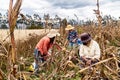 Group of farmers harvesting corn