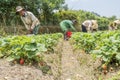 Group farmers are harvesting strawberries in the field