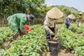 Group farmers are harvesting strawberries in the field