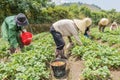 Group farmers are harvesting strawberries in the field