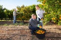 Group farmers picking carefully ripe mandarins on plantation Royalty Free Stock Photo