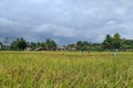 A group of farmers using a blue rice mill in the middle of rice fields