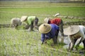 The group farmers women plant young rice