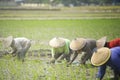 The group farmers women plant young rice