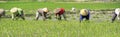 The group farmers women plant young rice