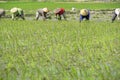 The group farmers women plant young rice