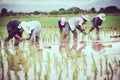 Group of farmers working at a rice field