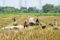 A group of farmers is working on threshing rice using a machine in the morning