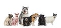 Group of fat, obese and old pets, dogs and cats in a row