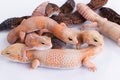 Group of Fat-tailed geckos