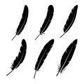 Group of feather on white background