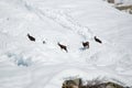 Group of female alpine chamois, snow Royalty Free Stock Photo