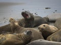 Group of Female Elelphant Seals Fight and Molt on Wet Sandy Beach
