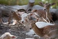 Group of female fallow deer resting under a tree Royalty Free Stock Photo