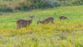 A group of female hog deers feeding on grass in the grassland Royalty Free Stock Photo