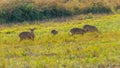 A group of female hog deers feeding on grass in the grassland Royalty Free Stock Photo