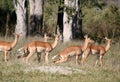 Group of female impala