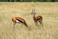 Group female Impala in Massai Mara. Animal watching in wild. African safari. Royalty Free Stock Photo