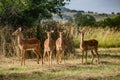 Group of female Impalas standing in the field on a sunny day
