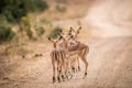 A group of female Impalas starring from behind in the kruger.