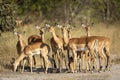 Herd of impala standing together on a road in Khwai River Okavango Delta in Botswana