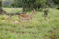 Group of female impalas in the wild