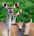 Group of female Kudu in the wild of Zimbabwe, Africa